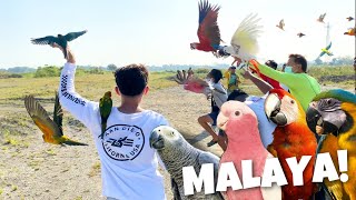 MY FIRST FLOCK FREE FLIGHT WITH HIGH END PARROTS TEAM MALAYA BULACAN [upl. by Chloe]