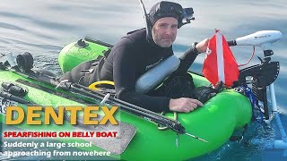 BELLY BOAT SPEARFISHING DENTEX WITH PATHOS SNIPER ROLLER [upl. by Miche747]