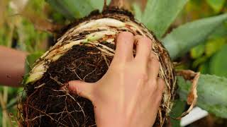 Agave americana  Propagation by dividing [upl. by Valentin690]