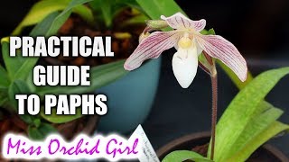 Practical guide to growing Paphiopedilum Orchids [upl. by Artemisa]