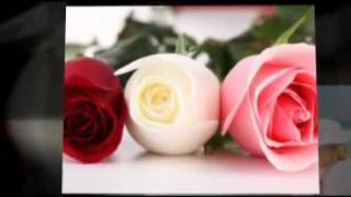 The Meaning of Red Roses  Romance and Love [upl. by Darn]