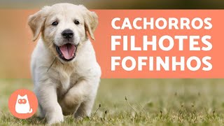 FILHOTES DE CACHORRO  TOP VÍDEOS para amar muito [upl. by Aceber]