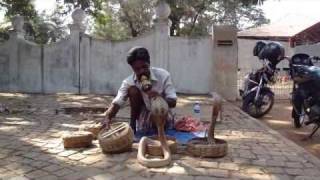 snake charmer with 4 cobras in Kochi India [upl. by Negris]