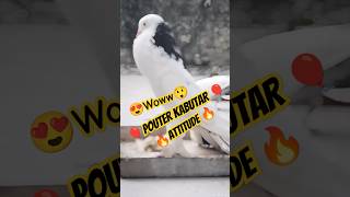 Pouter pigeon 🎈🔥😍 pigeon kabutar birds pouterpigeon vlog [upl. by Uah708]