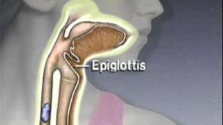 Through the Esophagus The Function of Peristalsis [upl. by Ellyn]