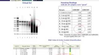 Key Steps for Generating RealTime PCR Data the Conforms to MIQE Guidelines Part 2 of 4 [upl. by Ssidnak]