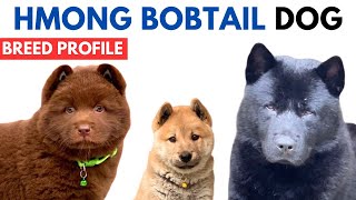 Hmong Bobtail Dog Breed History  Price  Traits  Chó HMông Cộc đuôi Breed Information [upl. by Elak]