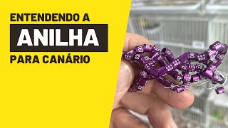 ENTENDA O QUE HÁ NA ANILHA DO CANÁRIO E QUAL SUA IMPORTÂNCIA [upl. by Melton716]