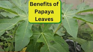 Benefits of Papaya Leaves [upl. by Teevens]