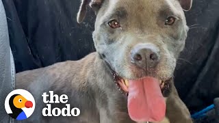 Woman Gives Abandoned Pittie Best Xmas Ever  The Dodo Pittie Nation [upl. by Enyrat]