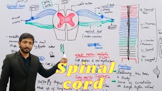 Spinal cord CNS2  Biology 12th  Chapter 17  Lecture 16 [upl. by Hueston]