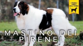 MASTINO DEI PIRENEI trailer documentario [upl. by Lumpkin]