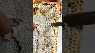 How you should extract honey honey beekeepinglife nature [upl. by Westlund]