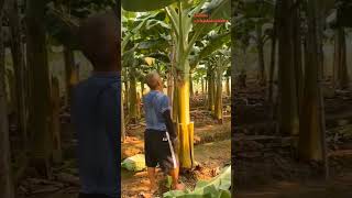 Salah satu kunci sukses bertani tanaman pisang skala luas shorts shortvideo [upl. by Christianity]