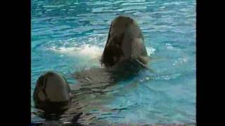 A Day With Whales  The Dolphins [upl. by Meil]