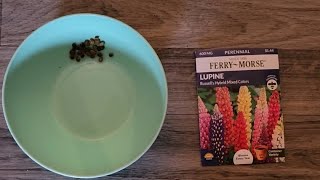 Best way to GerminateGrow lupine seeds🌱 [upl. by Bueschel]