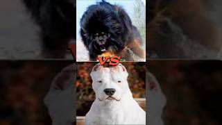 doberman vs rotwiller vs dogo argentina vs Tibetan mastiff vs pitbull vs jurman shepherd vs boxer [upl. by Ainotahs]