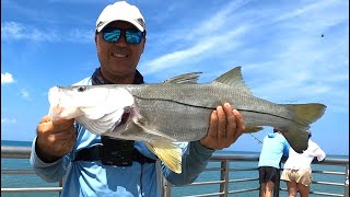 CRAZY Snook Action At Sebastian Inlet🔥 [upl. by Katalin985]