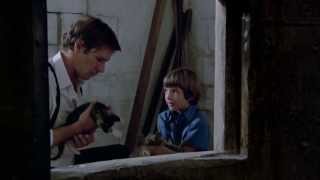 Lukas Haas and Harrison Ford do back rubs on kittens in Witness [upl. by Oriana]