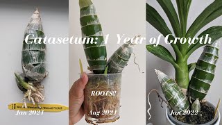 Catasetum Update  1 year of Growth Monneirara Millennium Magic Witchcraft  Black Orchid [upl. by Ninette]