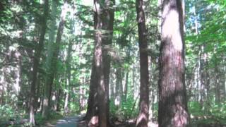 Oldgrowth forest at Hartwick Pines State Park [upl. by Annairoc]