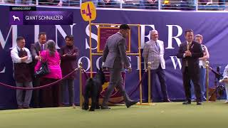 Giant Schnauzers  Breed Judging 2024 [upl. by Carothers]