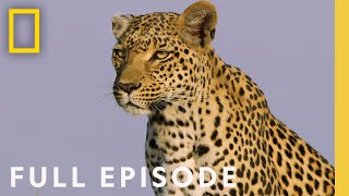 The Flood Full Episode  SPECIAL [upl. by Ainak]