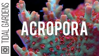 Acropora Coral Care Tips [upl. by Ilanos]