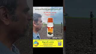 மக்காச்சோள களைகொல்லி HPPD Herbicide Mesotrione Tempotrione Topramezone Maize Glomalin soil [upl. by Eimas]