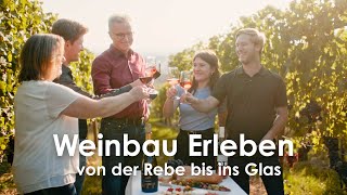 Weinbau Erleben  von der Rebe bis ins Glas  Weingut Ott aus Hohenhaslach  Doku [upl. by Ynitsed]