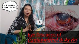 Eye Diseases of Cattleमवेशियों के नेत्र रोगmylifesvlogsdrpriyanka ytshortViraltrending [upl. by Nnylirehs]