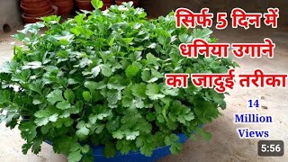 dhaniya grow kaise kre  winter me dhaniya kaise grow kre  terrace gardenviralvideo coriander [upl. by Tnelc]