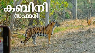 കടുവകൾ വാഴുന്ന കബിനി  Kabini Forest Safari [upl. by Edwyna]