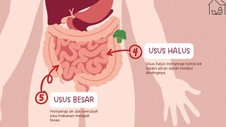 proses masuknya makanan dalam tubuh manusia [upl. by Ikir]