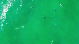 Ft Pierce Jetty Sharks [upl. by Asennav488]