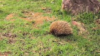 Echidna looking for ants to eat [upl. by Ailelc545]