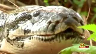 Giant Man Eating Anacondas and Pythons FULL DOCUMENTARY [upl. by Lobell]