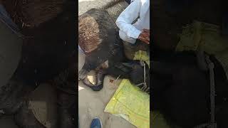 Weakness and anorexia treatment in calf by LSA Asharam choudhary animal injection c [upl. by Anirual740]