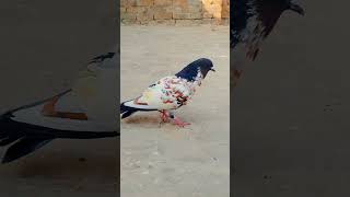 Abidkhan peshori pejan ❤️pigeon [upl. by Beitnes]