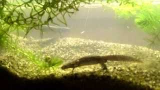 ITALIAN ALPINE NEWT  ICTHYOSAURA ALPESTRIS APUANUS [upl. by Barn]