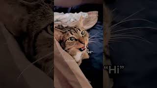 My kitten can talk shortvideo funny funnypetschannel cat yourcat petslovechannel yourpet [upl. by Yim]