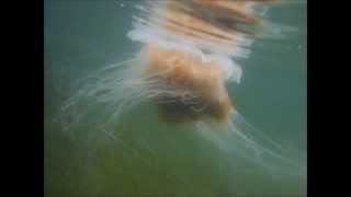 Lions Mane Jellyfish in the HaidaGwaii [upl. by Elbag]