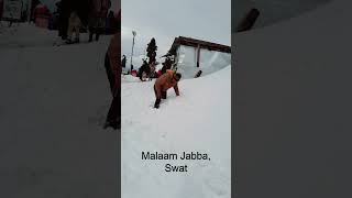 Dangers Snow Malaam Jabba 2024 travel travelvlog snowfall shortsvideo shorts shortvideo [upl. by Caresa]