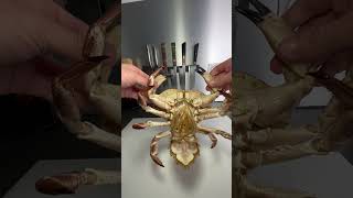 Tourteau crabs crustacean [upl. by Seabury]