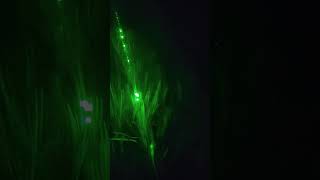 Green laser light shorts greenlights night time [upl. by Farant]