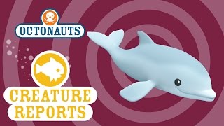 Octonauts Creature Report  Dolphins [upl. by Tserof]