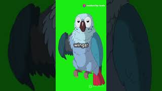 Parrots Mimicking Human Speech A Claymation Adventurecuteanimals shortsfeed foryou typ [upl. by Borchert]