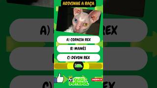 🐈 ADIVINHE A RAÇA DO GATO 😺 quiz gatos siames gatosengraçados gatosfofosengraçados [upl. by Eceinaj]