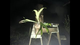 Staghorn Fern Cutting Time Lapse  10 months [upl. by Attenod]