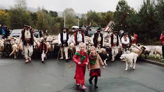 Jesienny redyk w Obidzy 2024🐑Materiał Ewelina Jarek Fotografia polska malopolska beskidsadecki [upl. by Attah]